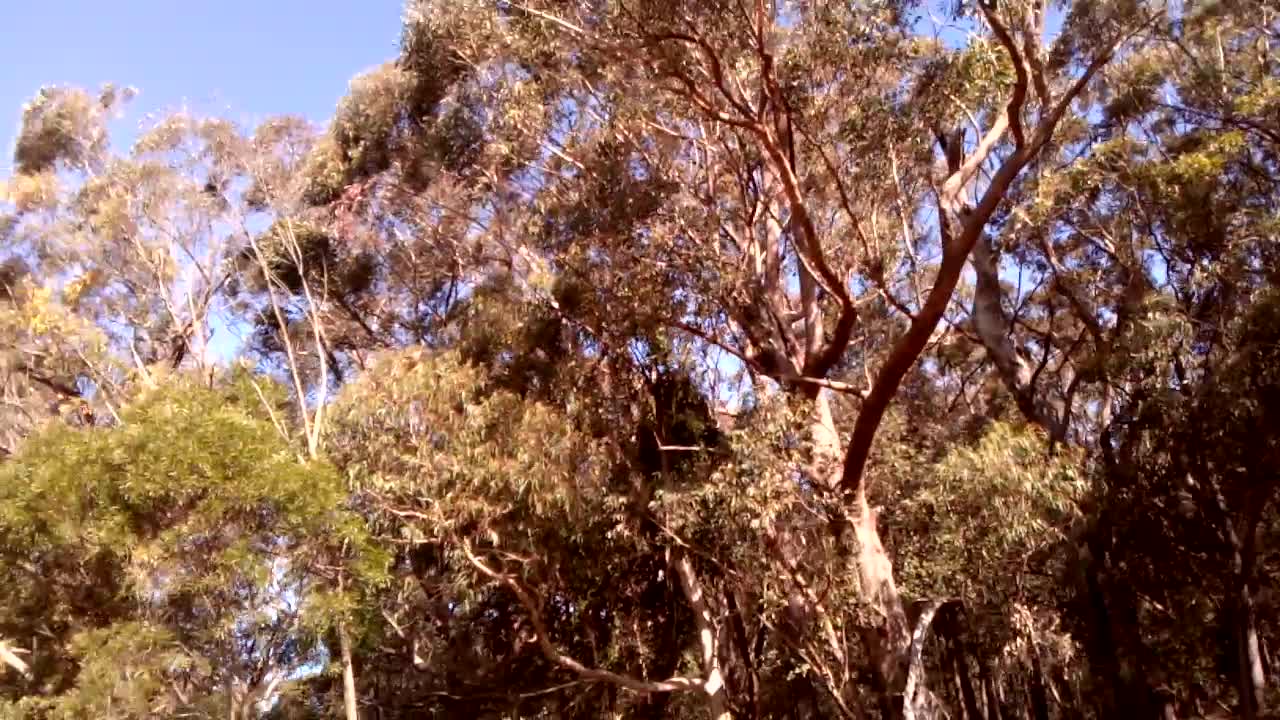 Bush land