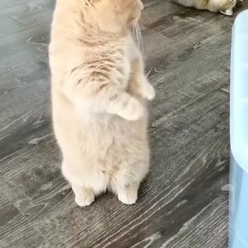 Stop lying down,get up and work🤣