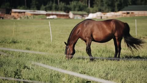 A portrait of a chestnut horse grazing on grass on the pasture