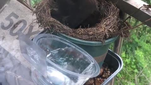 Beautiful Bird Make Nest Into The Window And Lay Eggs