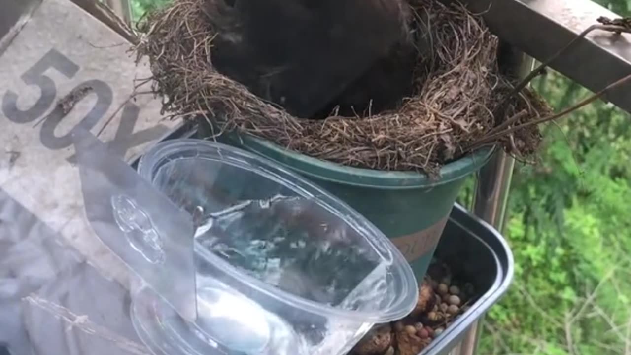 Beautiful Bird Make Nest Into The Window And Lay Eggs