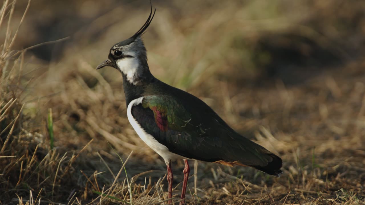 The Lapwing: Close Up HD Footage (Vanellus vanellus)