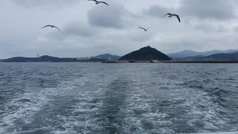 Seagulls on the sea