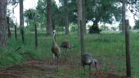 Saturday Sandhill Crane Visit 4