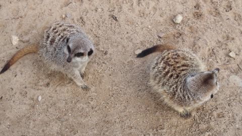 Meerkats ||