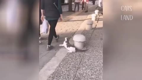OMG So Cute Cats ♥ Best Funny Cat Videos 2021 # 3
