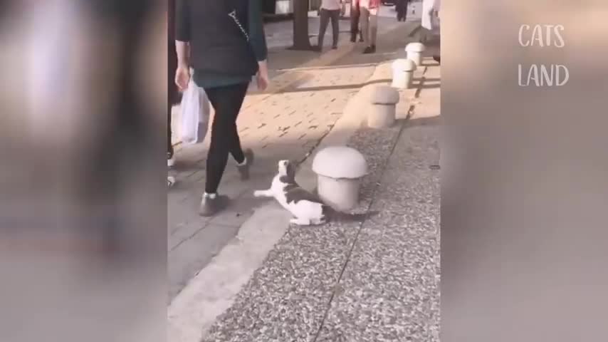 OMG So Cute Cats ♥ Best Funny Cat Videos 2021 # 3