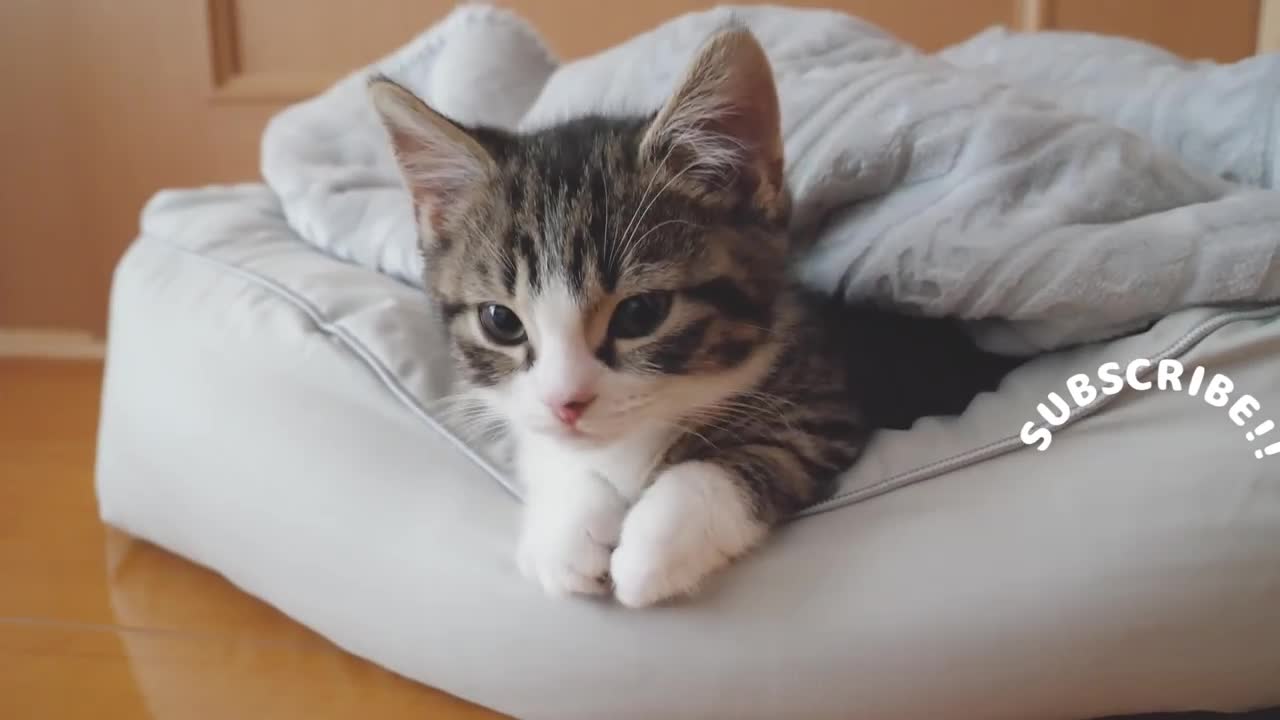 Baby kitten forced to wake up by mother cat