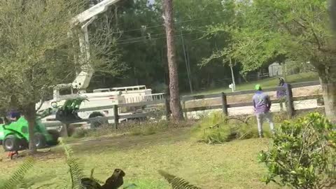 Taking down the tree (part 1)