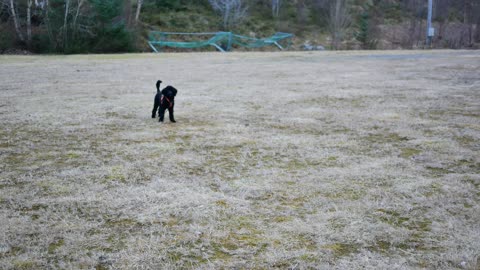 Poodle running