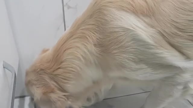 What is he looking for?