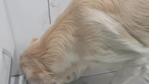 What is he looking for?