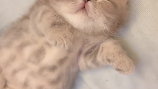 Cutest baby cat in the universe, cute way to sleep