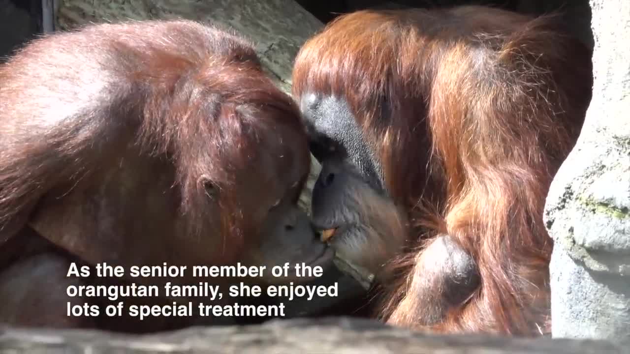 Remembering Inji, The World's Oldest Orangutan