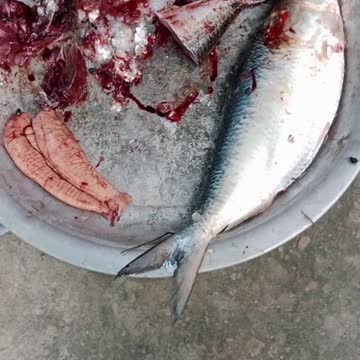 Hilsha Fish In BD🙍‍♂️Fishing Video #short