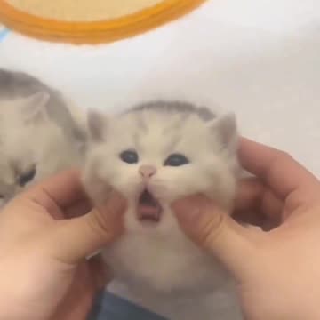 For All Cat 🐈 Lovers 🤩 Joy Funny Factory