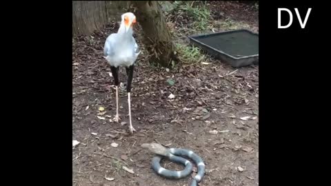 Funny birds #birds #pets #funnypets #funny #hilarious