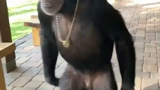 monkey swag