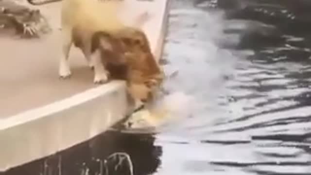 Lion slips and falls into water