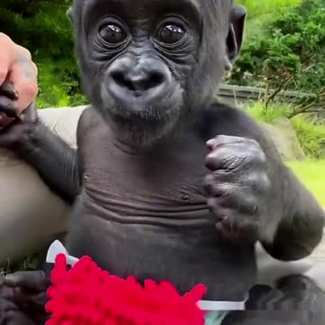 Funny Monkeys make me Happy