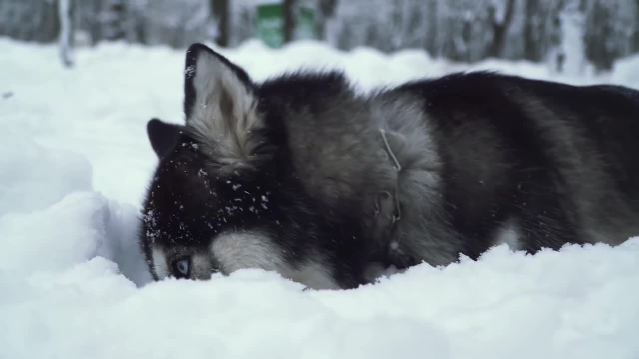 Beautiful Dog Playing On the Ice - Winter Time!