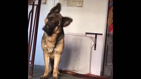 Funniest Animals - Best Of The 2021 Funny Animal Videos #42
