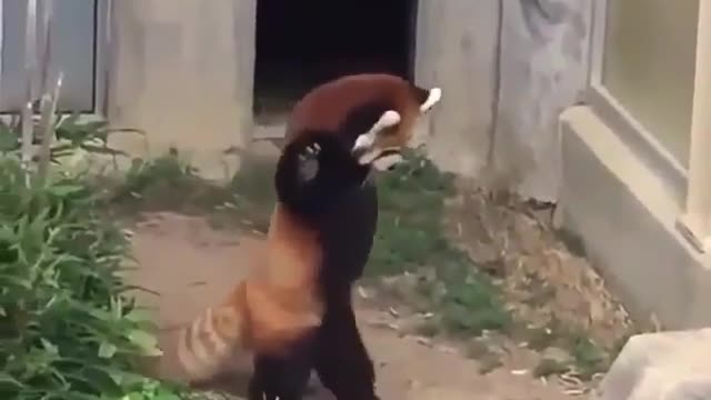 A naughty and lovely cat.