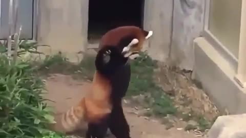 A naughty and lovely cat.