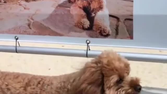 Oscar the Cavoodle Steals the Show at Bondi Beach...