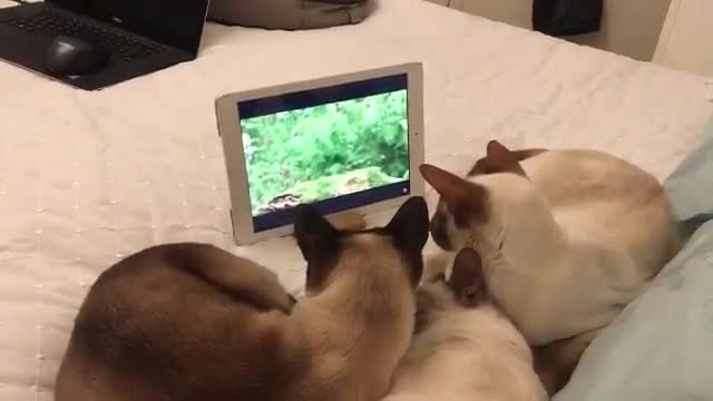 Concentrated cats watching a bird in the tablet screen