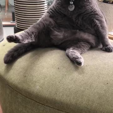 It’s called meowga