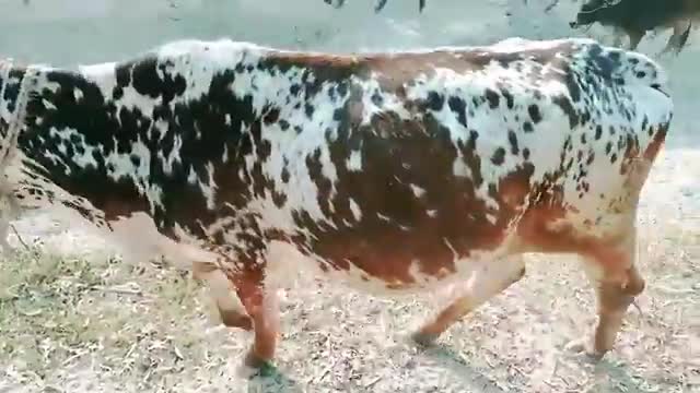 Bhed bakri