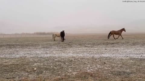 Wild horses spotted enjoying first day of snow