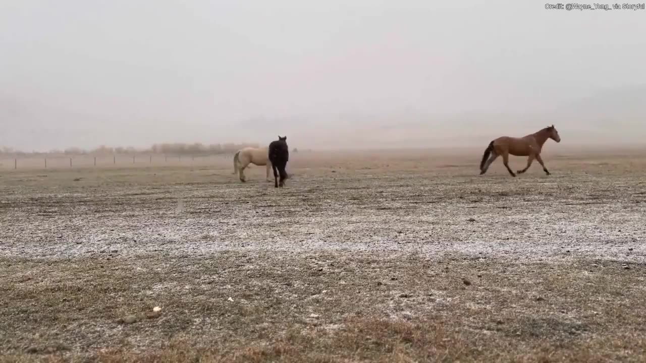 Wild horses spotted enjoying first day of snow