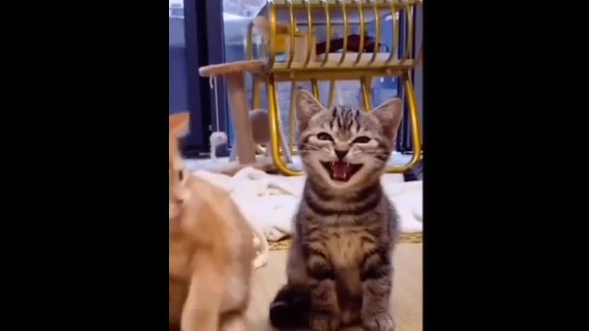 Cute cats and dog funny videos