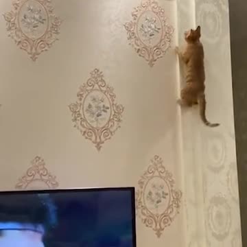 He climbed up to look at the bugs and came down again.