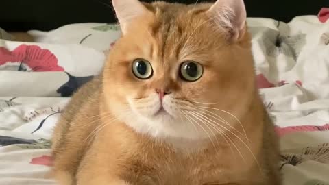 Cute pet lover cat moment