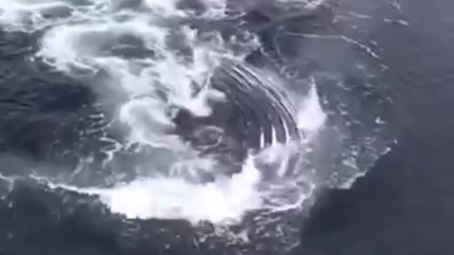 Whale feeding