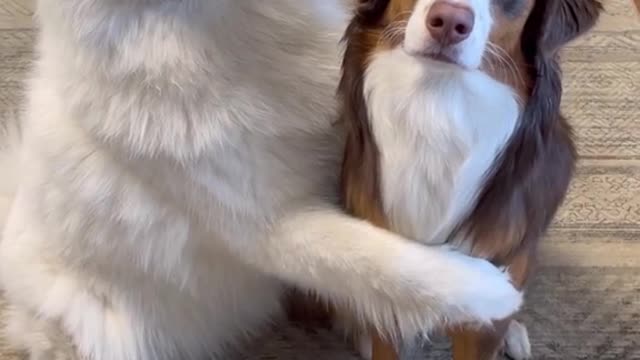 Funny Animals Videos - Best Cute Cats😹 and Crazy Dogs🐶 Videos 2022