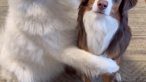 Funny Animals Videos - Best Cute Cats😹 and Crazy Dogs🐶 Videos 2022