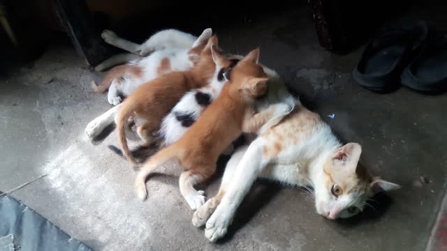 poor mother cats with her babys :)