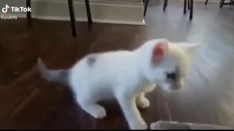 Dancing cat