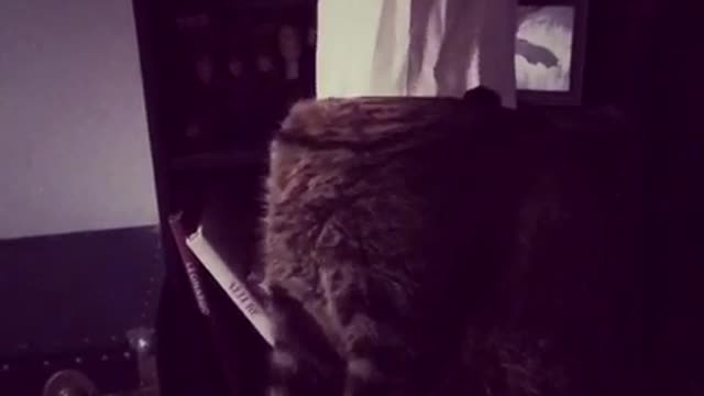Grey cat with bag on head trying to take it off