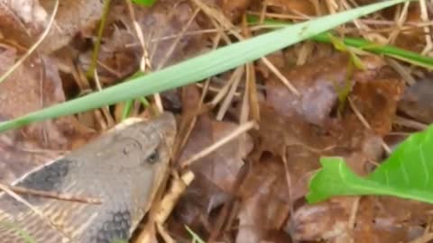 A puffer or blow snake encounter