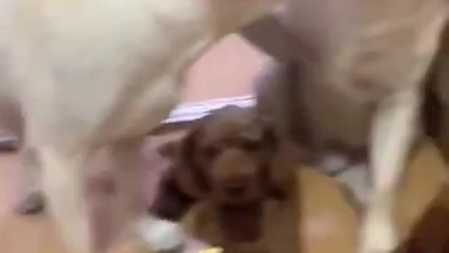 Don't bullshit 🤣 Funniest 🐶 Dogs - Awesome Funny Pet Animals Videos 😇 #short