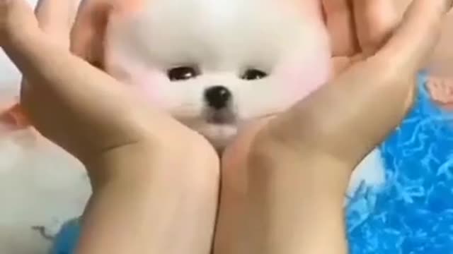 Cute pet Video