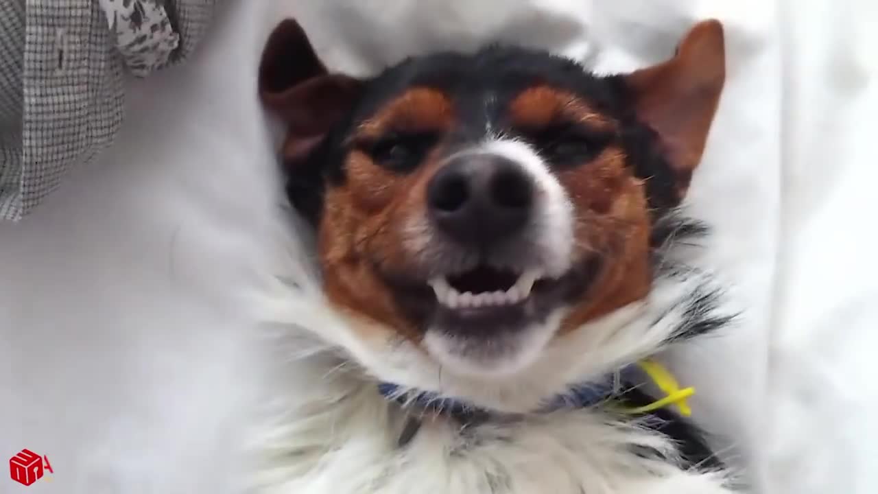 Cute SMILING Dogs - Funny Pets Video- Funny Pets Video