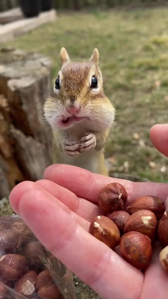 Beautiful Squirrel No 3 Short Animal Video Wild Nature