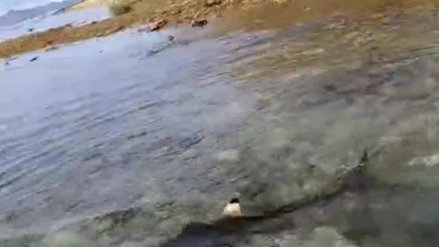 Chase off a shark