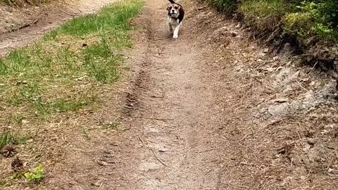 Beagle in Slow-Motion